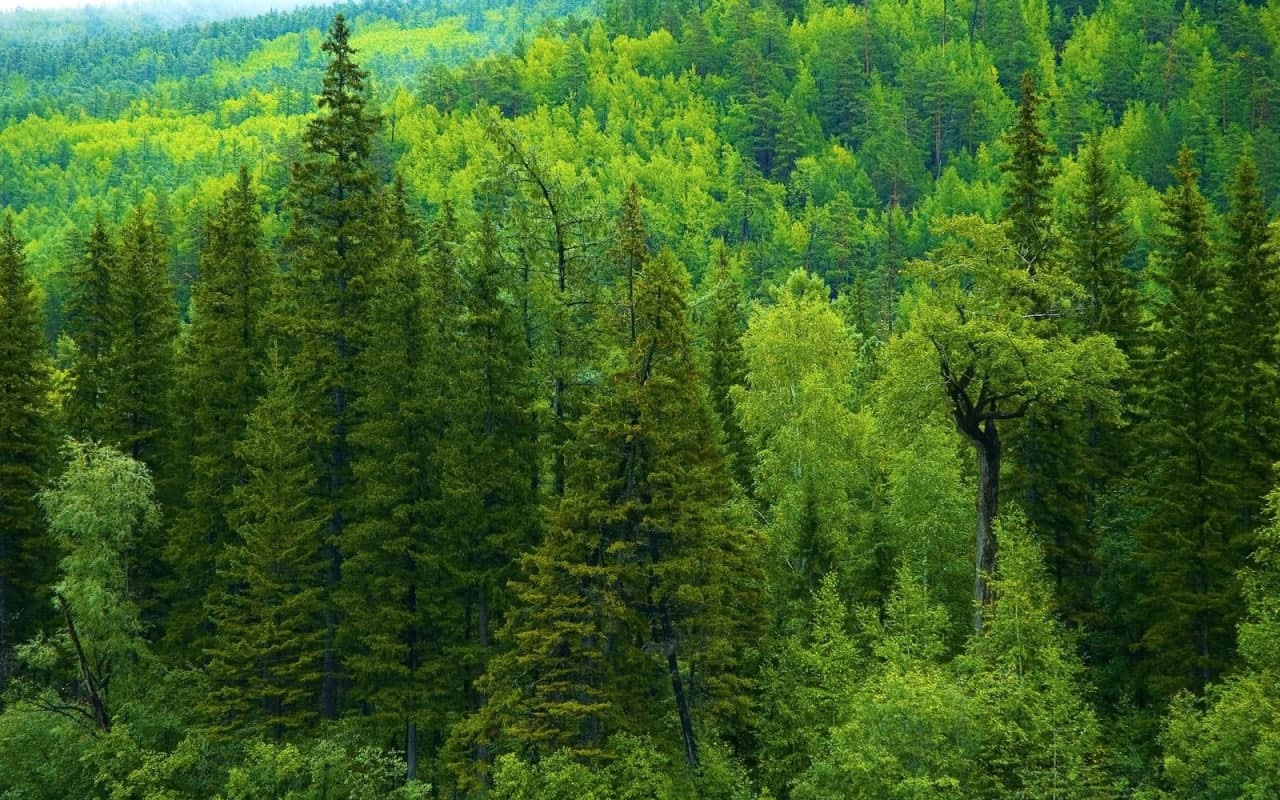 Dunyoda o‘rmonlar qisqarmoqda: 2025 yilgi dinamika