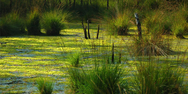 RAMSAR KONVENSIYASI – 53 YILDAN BUYON AMALDA