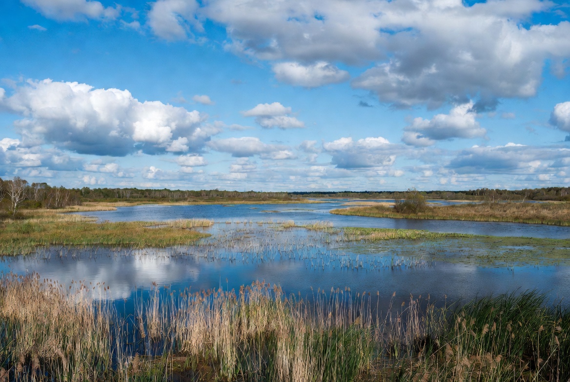 Ramsar Konvensiyasi va Yangi O‘zbekistonning “Yashil makon” dasturi – amalda