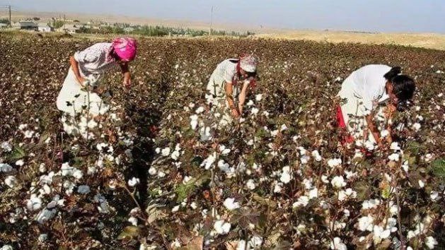 paxta mavsumida majburiy mehnatga yol qoygan 8 nafar mansabdor jazolandi